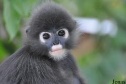 Trachypithecus obscurus