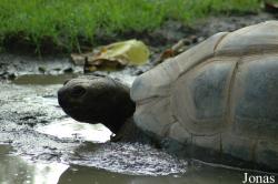 Geochelone gigantea