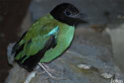 Pitta sordida mulleri