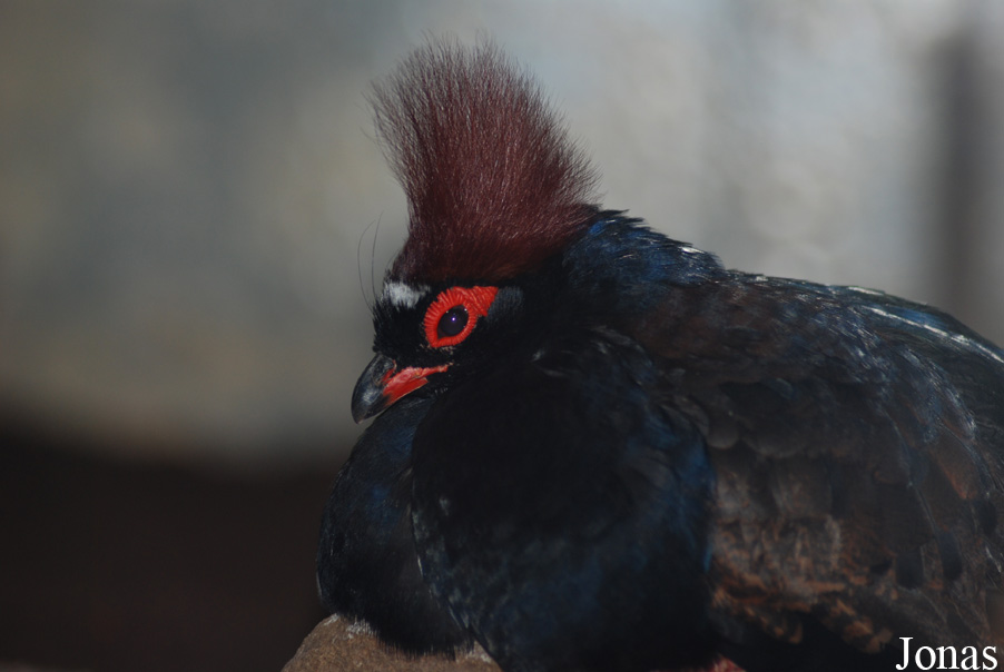 Zoo Wuppertal