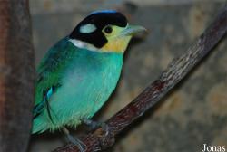 Psarisomus dalhousiae