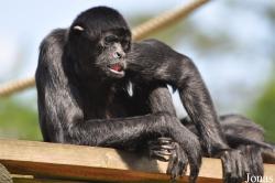 Ateles fusciceps robustus