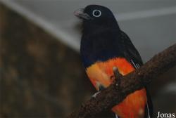 Trogon viridis