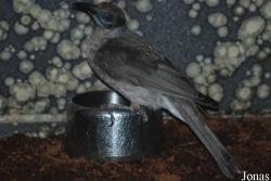 Philemon citreogularis