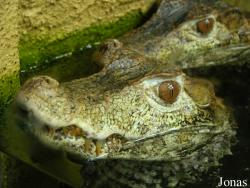 Zoo Landau in der Pfalz