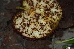 Formicidae