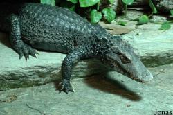 Alligatoridae