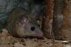 Monodelphis domestica