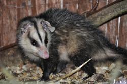 Didelphinae