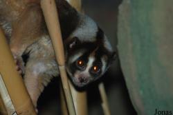 Nycticebus javanicus