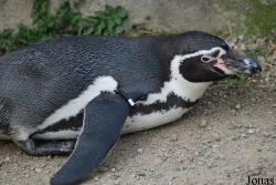 Dierenpark Emmen