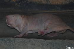 Dierenpark Emmen