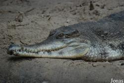 Dierenpark Emmen