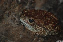 Bufo mauritanicus