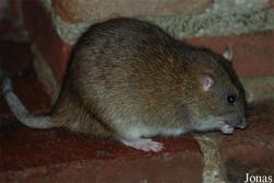 Rattus norvegicus