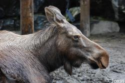 Alces americanus