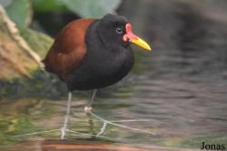 Jacanidae