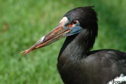 Ciconia abdimii
