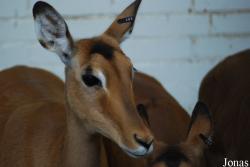 Dierenpark Emmen
