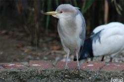 Bubulcus ibis x Nycticorax nycticorax