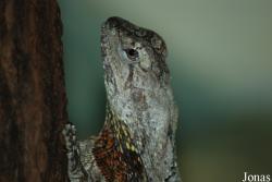 Zoo d'Amnéville