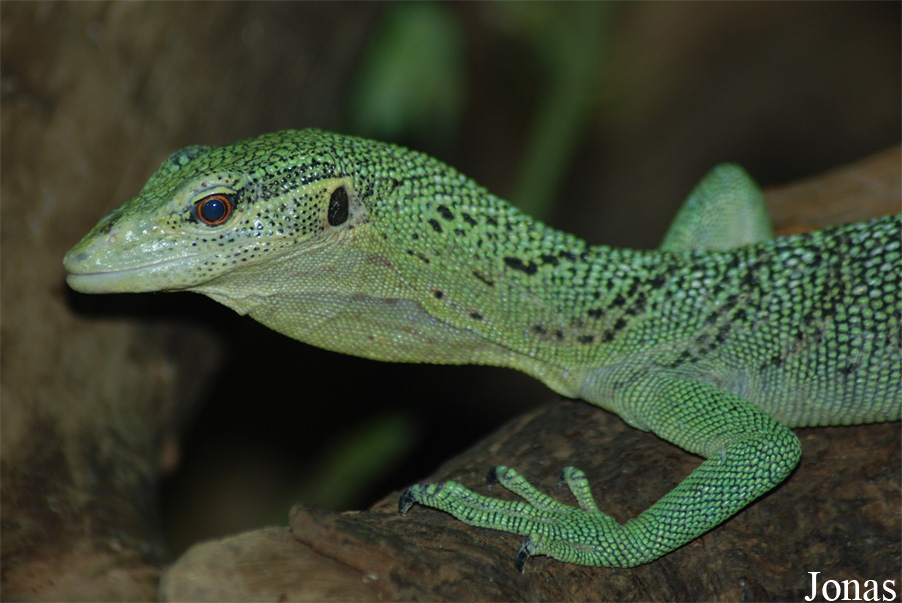 Zoo d'Amnéville