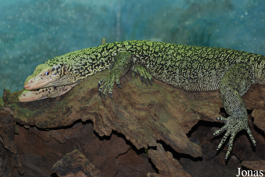 Zoo d'Amnéville