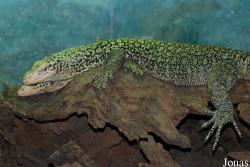 Zoo d'Amnéville