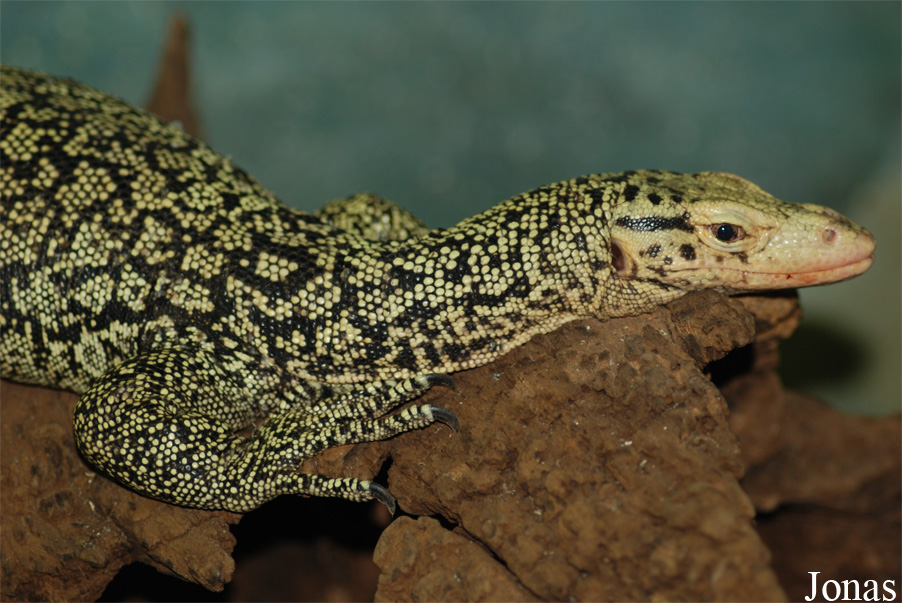 Zoo d'Amnéville