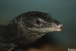 Varanus beccarii