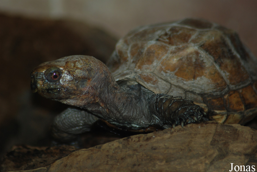 Zoo d'Amnéville
