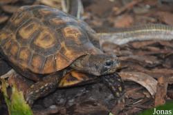 Kinixys belliana
