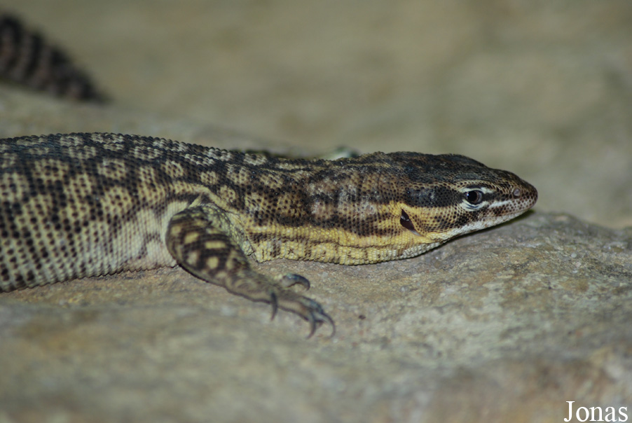 Zoo d'Amnéville