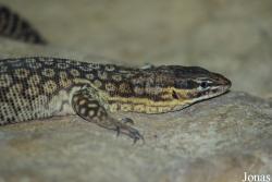 Zoo d'Amnéville