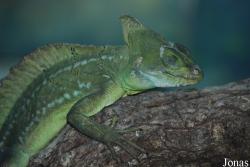 Zoo d'Amnéville