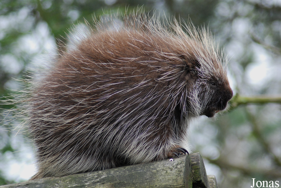 Zoo d'Amnéville