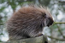 Zoo d'Amnéville