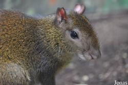 Dasyprocta leporina