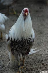 Poule Yokohama
