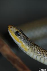 Elaphe sp.