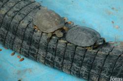 Mauremys leprosa