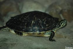Pseudemys nelsoni