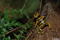 Dendrobatidae