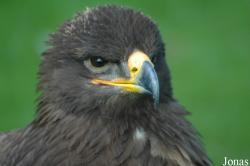 Aquila nipalensis
