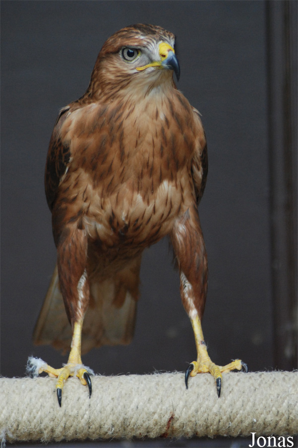 Zoo d'Amnéville
