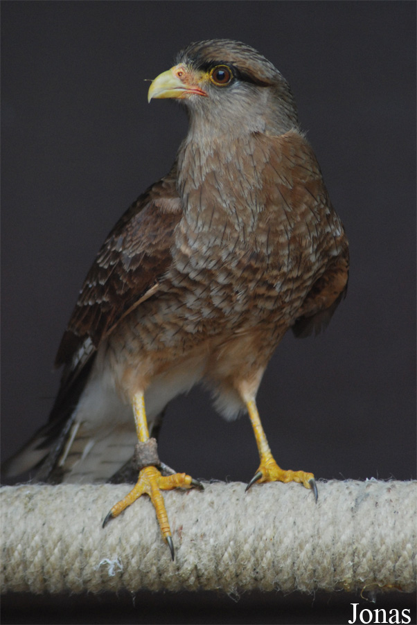 Zoo d'Amnéville