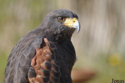 Parabuteo unicinctus