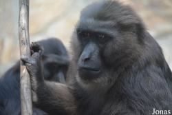 Macaca maura
