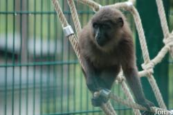 Tierpark Limbach-Oberfrohna