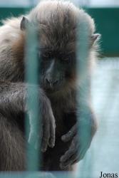 Tierpark Limbach-Oberfrohna